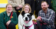 Dog spent 543 days in kennels before Teesside couple's Christmas adoption