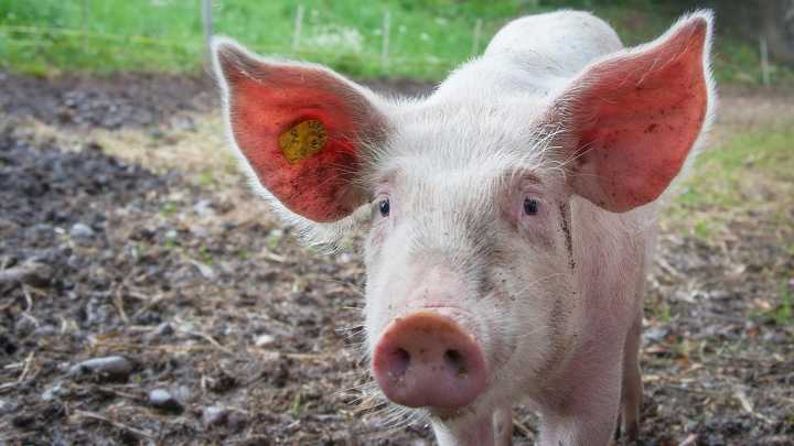 Tras suspensión de importaciones desde España por un brote: ¿Qué es la Peste Porcina Africana?