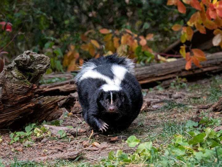 U.S. Man Dies of Rabies after Receiving Infected Kidney Transplant
