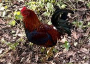 Chickens strut, peck, preen along creek’s shore at Chico State