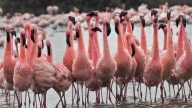 Hyderabad weekend guide: Where to watch thousands of Flamingos in one place