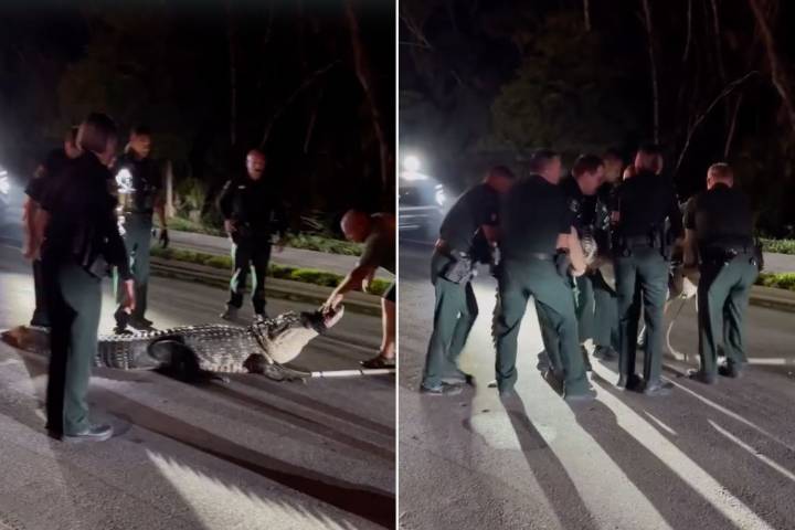 14-Foot, 600-Lb. Alligator Requires 8-Person Crew to Move it from Florida Road