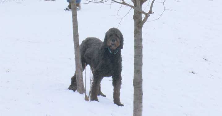 Extreme weather brings reminders for pet owners