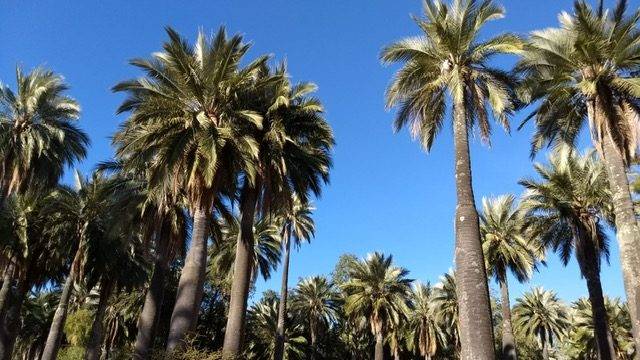 La palma chilena recibe la máxima protección internacional por parte de la Convención CITES