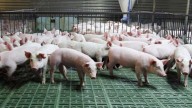 El precio del cerdo se desploma hasta un 17% tras los casos de peste porcina en Cataluña