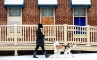 Pa. laws and common-sense tips can keep pets safe in the cold