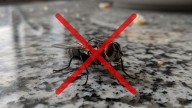 Olvidate de las moscas: cómo ahuyentarlas para siempre con aceite esencial de eucalipto