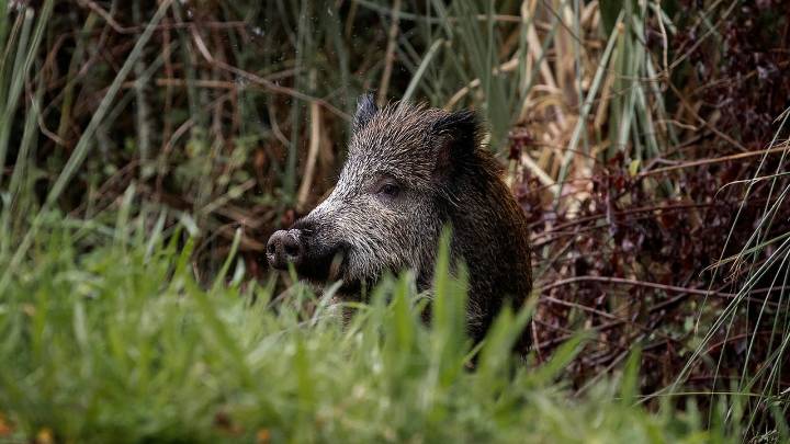 Suben a 13 los jabalíes muertos por peste porcina en el municipio de Cerdanyola del Vallès