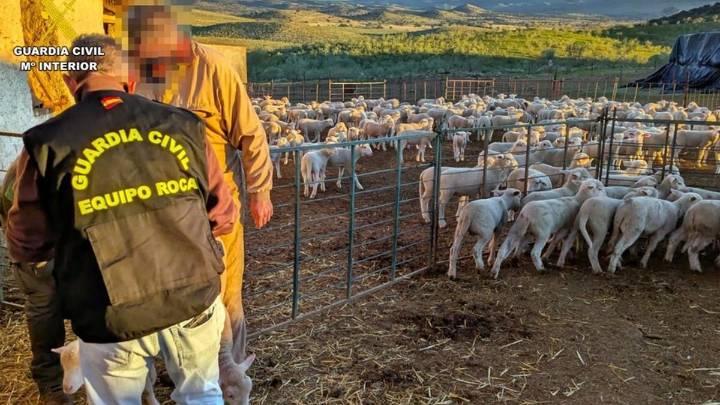 Roba 41 borregos en Hornachos (Badajoz) y los camufla entre los suyos, pero ha sido descubierto