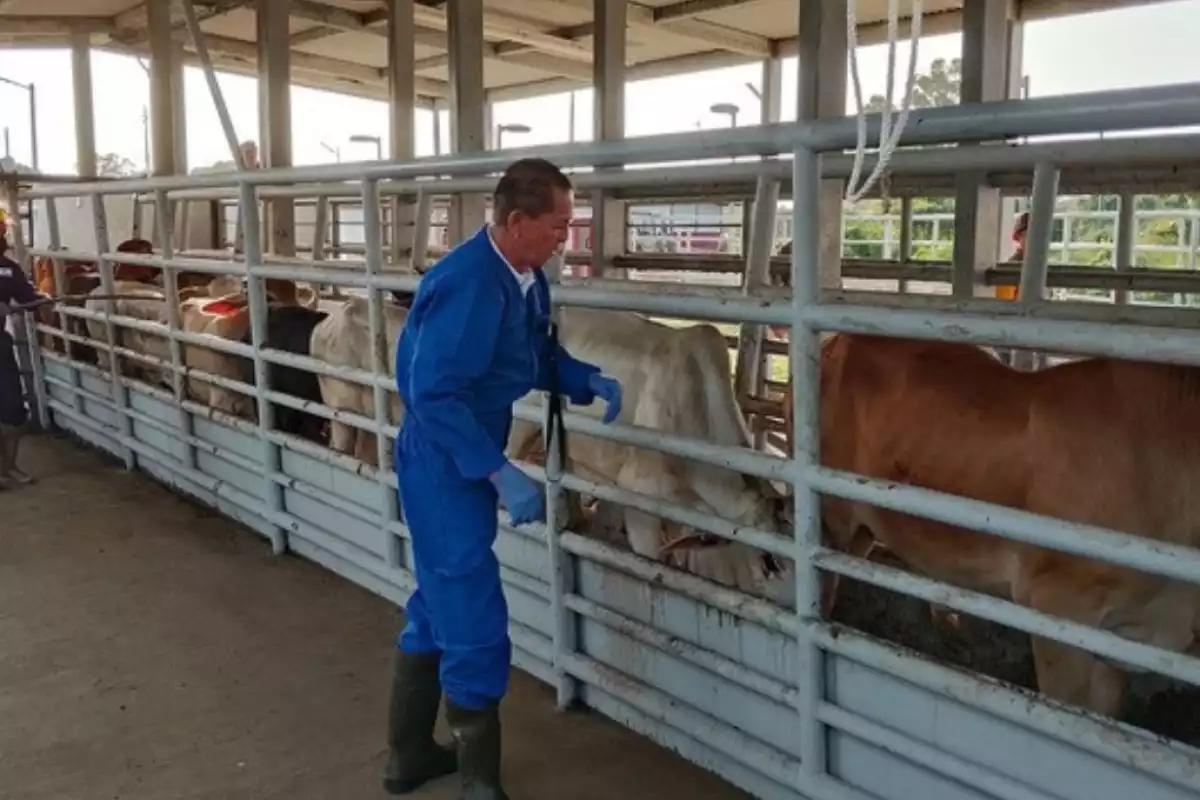 Quintana Roo rebasa los 200 casos de Miasis por gusano barredor