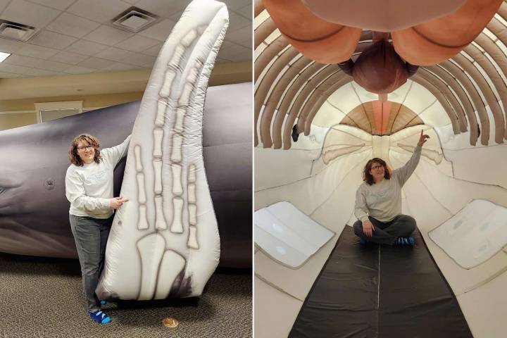 Woman Travels with Life-Size Inflatable Replica of Beloved Maine Whale (Exclusive)