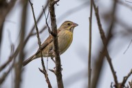 Rare birds in Sitka spark excitement ahead of annual count