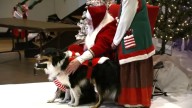 Celebrate the holidays with your pup at 'Santa Paws' in Durham