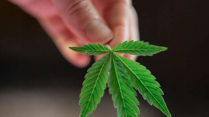 La ciencia del cannabis supera el estancamiento político