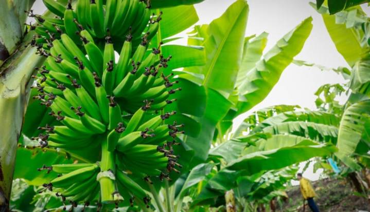 Para noviembre el Índice de Precios Agropecuarios presentó una caída de 2,2%