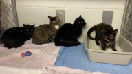 4 cats found in abandoned in filthy conditions on side of a road in Enfield