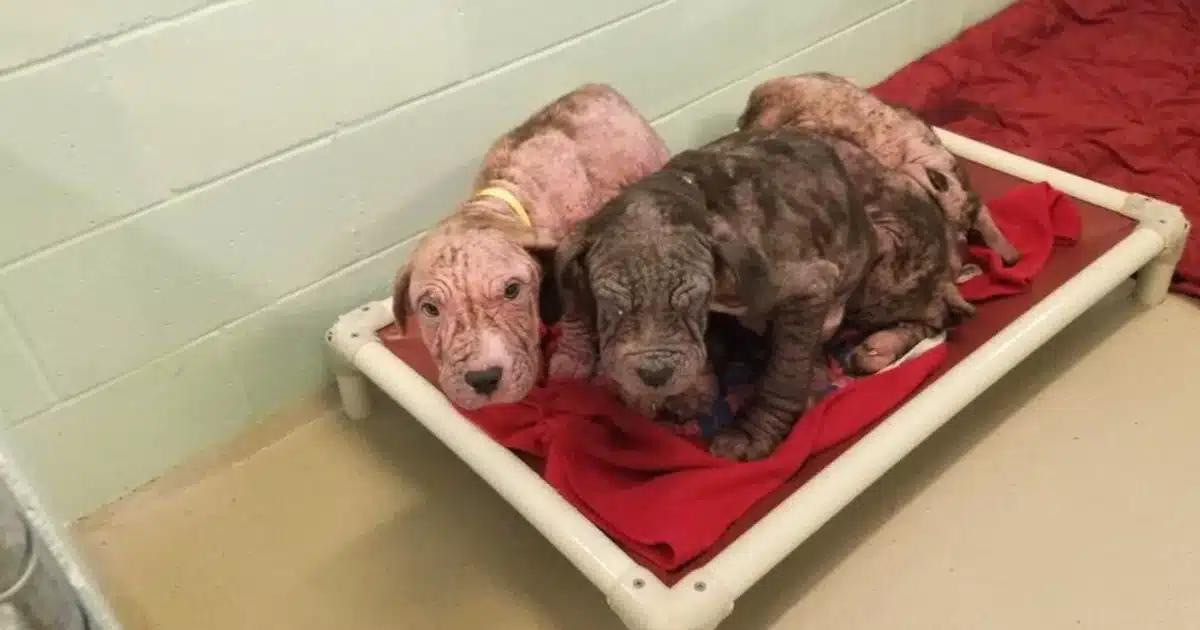 5 Bald, Sick Puppies Show Pure Joy as They Shower Their Rescuers With Kisses