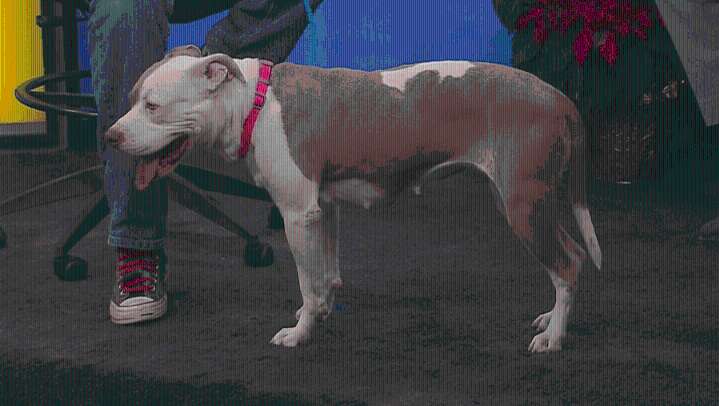 Pet Project: Meet Lucy, the loving canine