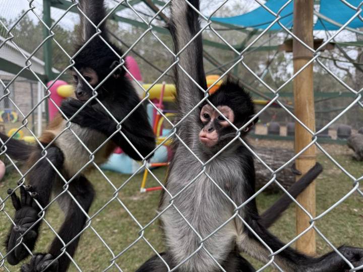 Alabama's exotic animal ownership laws and challenges