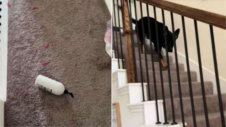 Texas Couple Rushes Home After Their Dog Escapes And Finds An Unexpected Surprise