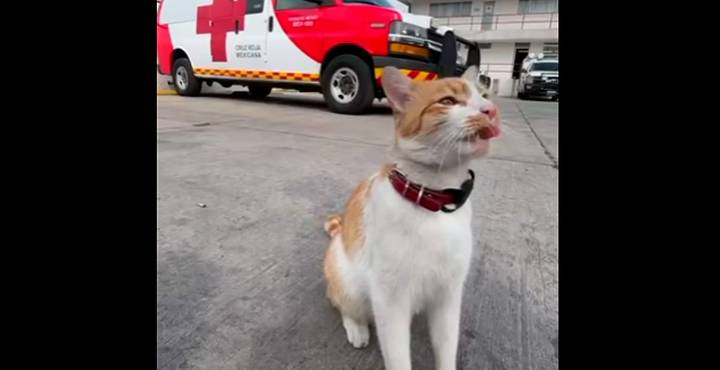 Cruzberto, gatito viral de la Cruz Roja Toluca, pierde la vida atropellado