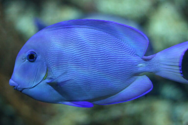 New underwater acoustic camera identifies individual fish sounds, helping track threatened species