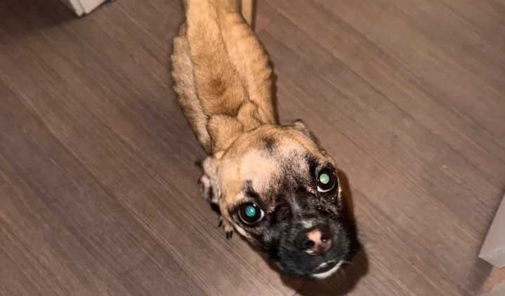 Police: Severely malnourished dog found in car during West Bridgewater traffic stop