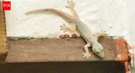 What happens if a home lizard bites: Species behaviour, bite care, and simple safety tips