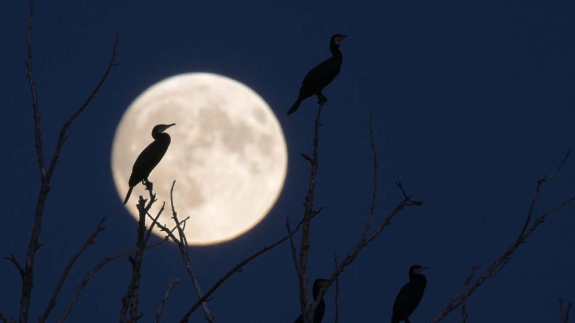 La Luna Fría de diciembre será la última Luna llena "extrema" hasta 2042: cuándo verla y por qué es un fenómeno único