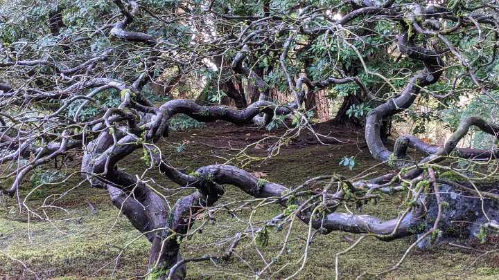 Portland Thursday weather: Isolated showers under cloudy skies; high 60