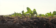 University of Arizona researchers test new ways to grow lettuce with less water