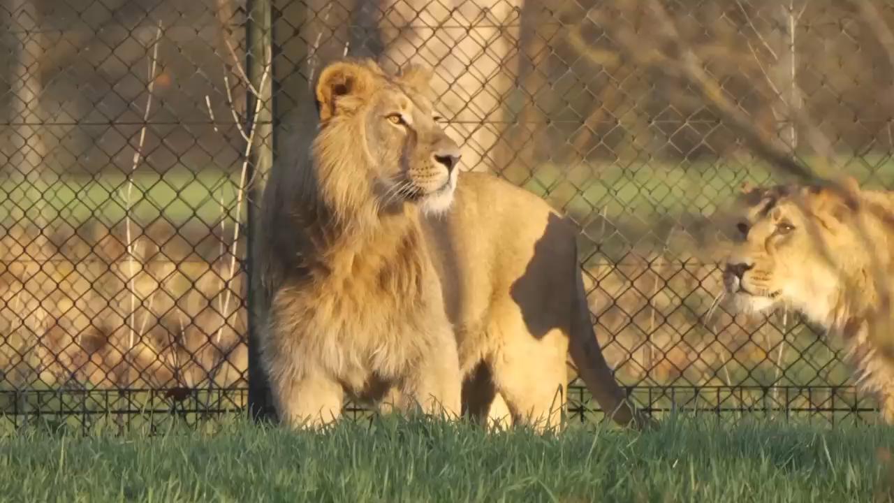 Endangered Asiatic lions arrive at UK zoo to boost breeding programme
