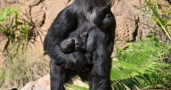 LA Zoo welcomes another baby gorilla
