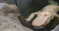 Claude the albino alligator at Cal Academy dies at age 30