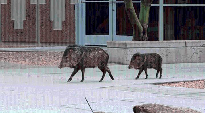 The 'nutty' reason Javelina sightings may be on the rise: acorns