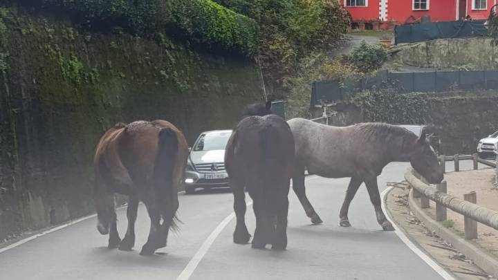 Tres caballos sueltos sorprenden a los conductores en la carretera de Coto a Salinas, en Castrillón
