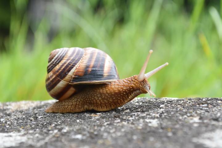 Meet the man running tax-avoiding snail farms in London