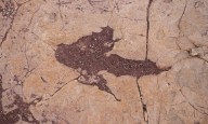 Ancient imprints: Bolivian tracksite reveals dinosaur behaviour secrets