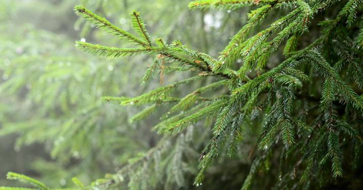Christmas trees will get new life as fish habitats in Lake Decatur