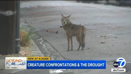 Do wildlife encounters in Southern California increase during periods of drought?