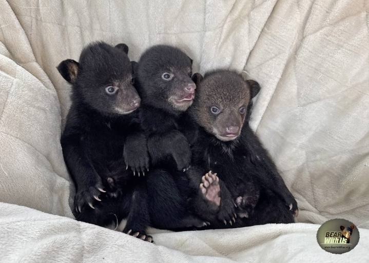 Ontario Wildlife Rescue honours black bear sanctuary founder