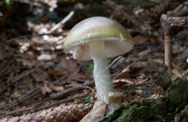 Calif. officials warn against foraging wild mushrooms after deadly poisoning outbreak