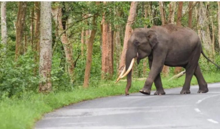Process To Exhume Elephant Ramu’s Skeleton Begins In Odisha Forest; Know Why