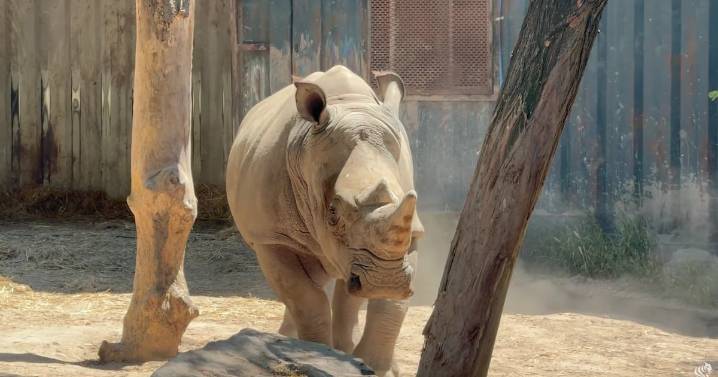 Por qué un rinoceronte blanco del Buinzoo fue trasladado de Chile a Brasil