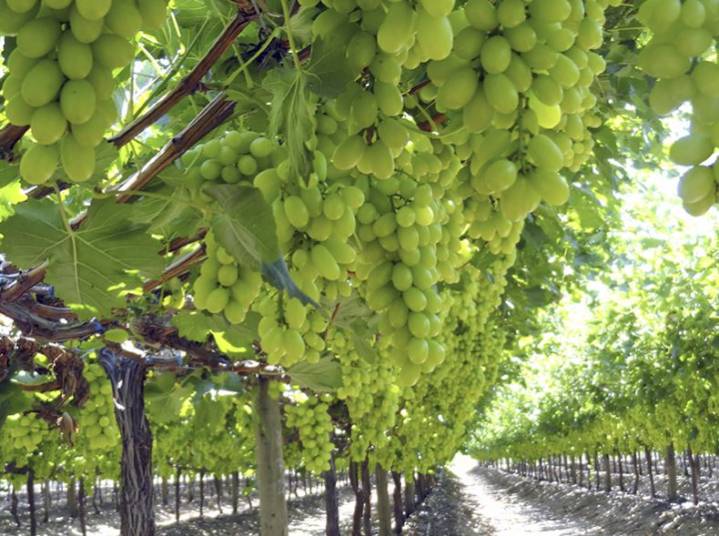 Senadores de Atacama refuerzan gestiones para que uva de la región compita en igualdad en Estados Unidos