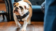 Drake's new live bulldog mascot, Griff III, meet campus community