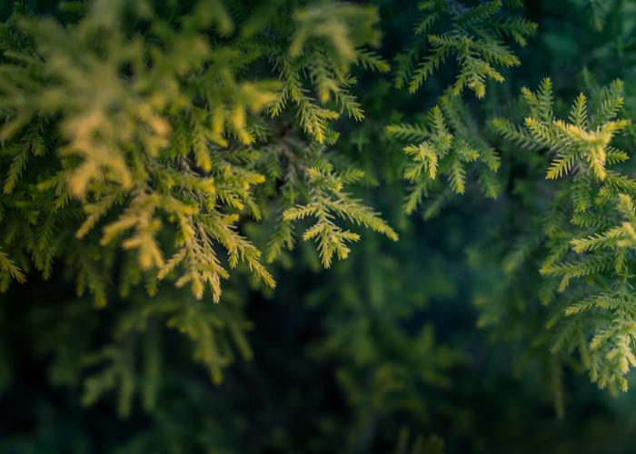 A 30-year tradition of holiday warmth continues at annual C.H.E.F.S. Christmas dinner