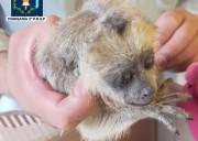 Sáenz Peña: rescataron una cría de mono Carayá abandonada a la vera de la Ruta 95