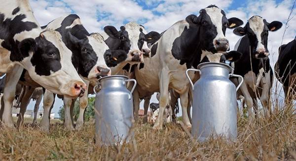 Inconformes, lecheros con modificaciones a la iniciativa