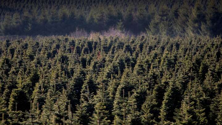 Plan to cut costs on holiday trees, firewood begins today